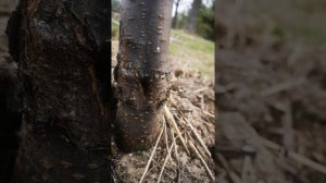 Лечение ран на садовых деревьях.