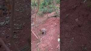 The poor little monkey was kidnapped by a bad monkey. He tried to run away but couldn't escape