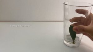 Propagating ZZ Plant Zamioculcas Zamiifolia ZANZIBAR GEM in Water