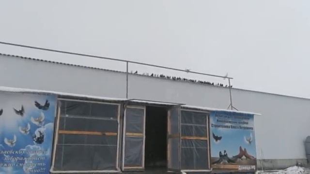 Николаевские голуби 2020 г. Голуби Олега Петровича. смотреть онлайн