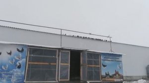Николаевские голуби 2020 г. Голуби Олега Петровича.