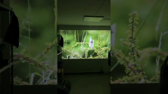 Как показывает новый проектор UMIIO PRO 2023 ! смотреть онлайн