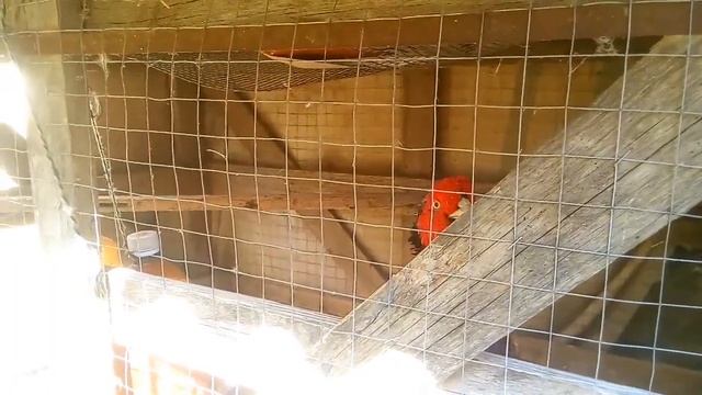 Фазаны | как вырастить фазанов дома. смотреть онлайн