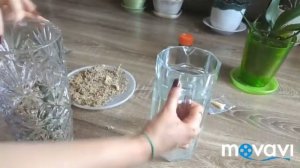 Два способа размножения орхидеи.