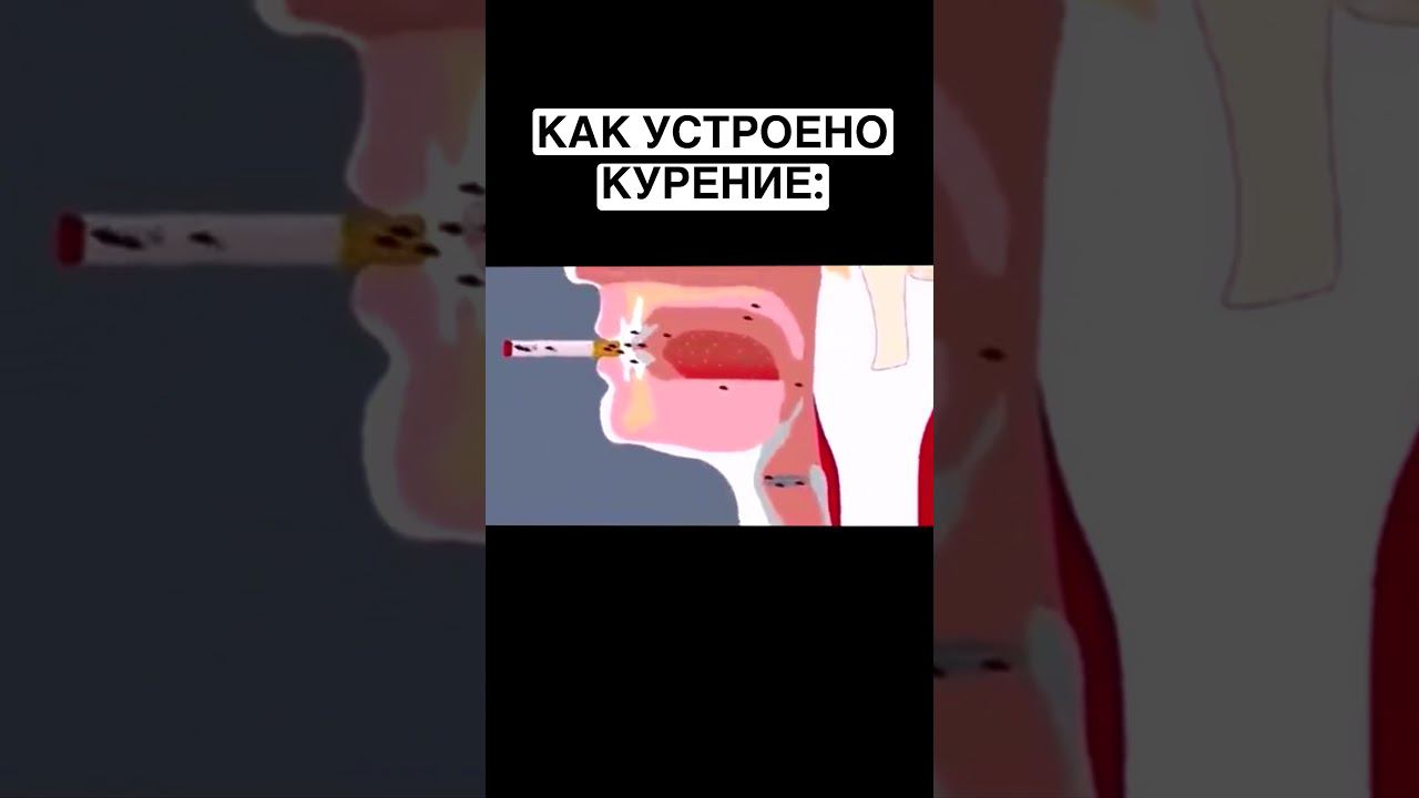 Как всё устроенно на самом деле #shorts #tiktok смотреть онлайн