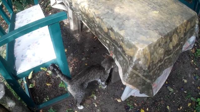 осенний привет! садовые картинки. смотреть онлайн