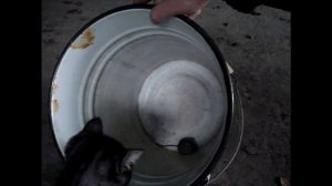 Как я учил кота мышей ловить