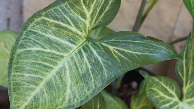 My Indoor Plants/ Indoor Plants Care/ Water Plants/Vattalmulaku смотреть онлайн