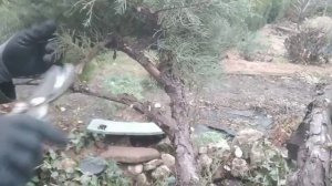 Делаем садовый бонсай. Как правильно формировать и стричь можжевельник.