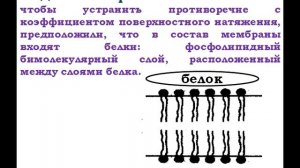 Строение и свойства биологических мембран