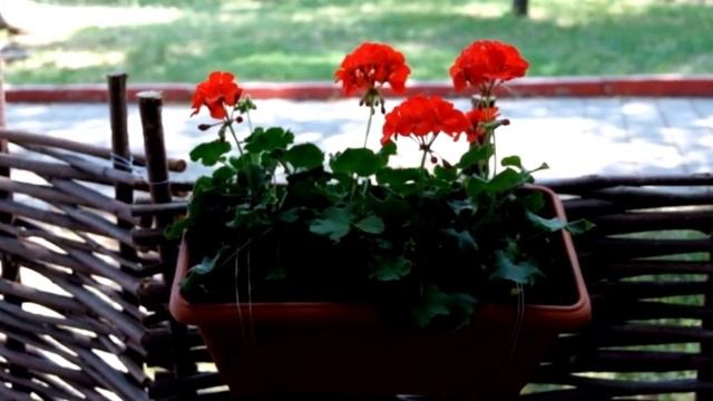 Несколько интересных способов маскировки некрасивого забора смотреть онлайн