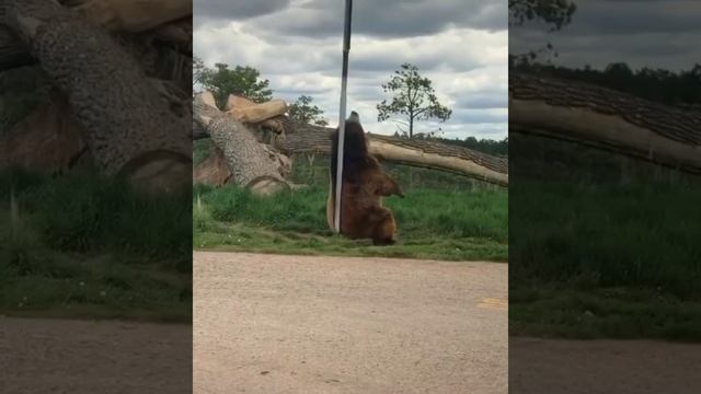 Одна из причин почему медведи трутся об деревья: они смолят шерсть, чтобы защититься от гнуса, блох