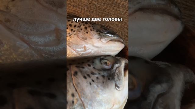 Уха из семги