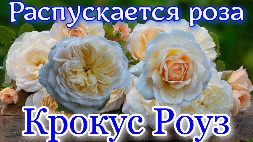 Как распускается роза Крокус Роуз - Crocus Rose.(Austin  2000)