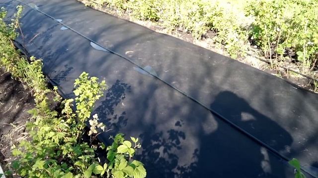 малина капельный полив смотреть онлайн