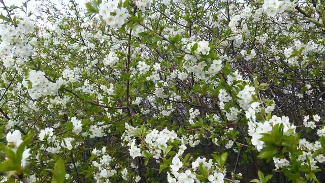 Весна в Киеве смотреть онлайн
