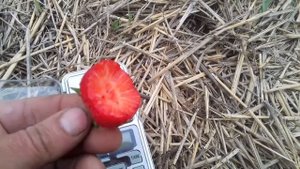 01 06 2021 Клубника сорт Виваро