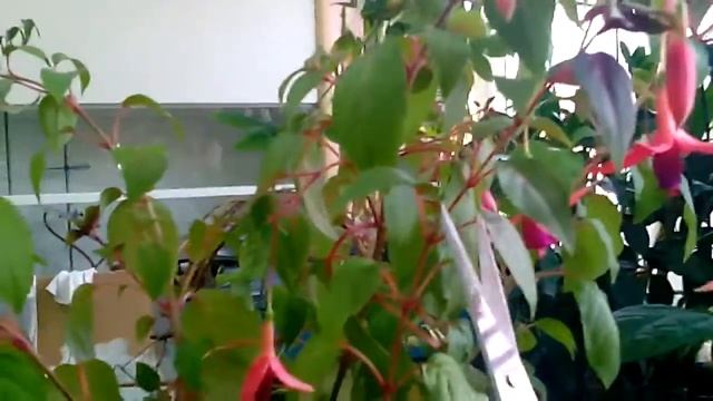 Фуксия, как лучше сажать черенки? смотреть онлайн