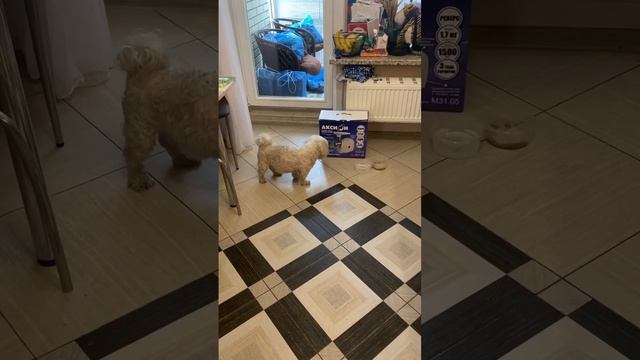 Мама спасла собаку ?он ночью был оставлен в подъезде и очень сильно плакал #shortsvideo #shotrs смотреть онлайн