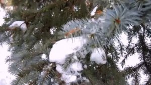 Футаж Зимний лес