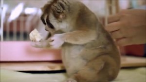 Всем хорошего дня! -) Лори - самое милое животное в мире) лемур, лори, смешные животные, милое видео