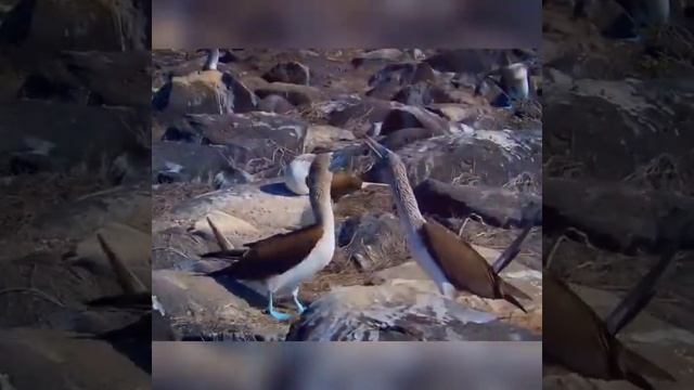 Голубоногая Олуша. Интересные факты #shorts смотреть онлайн