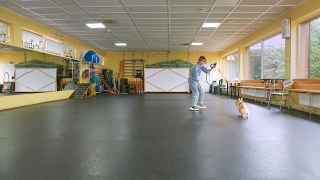 Как научить собаку приносить игрушку?