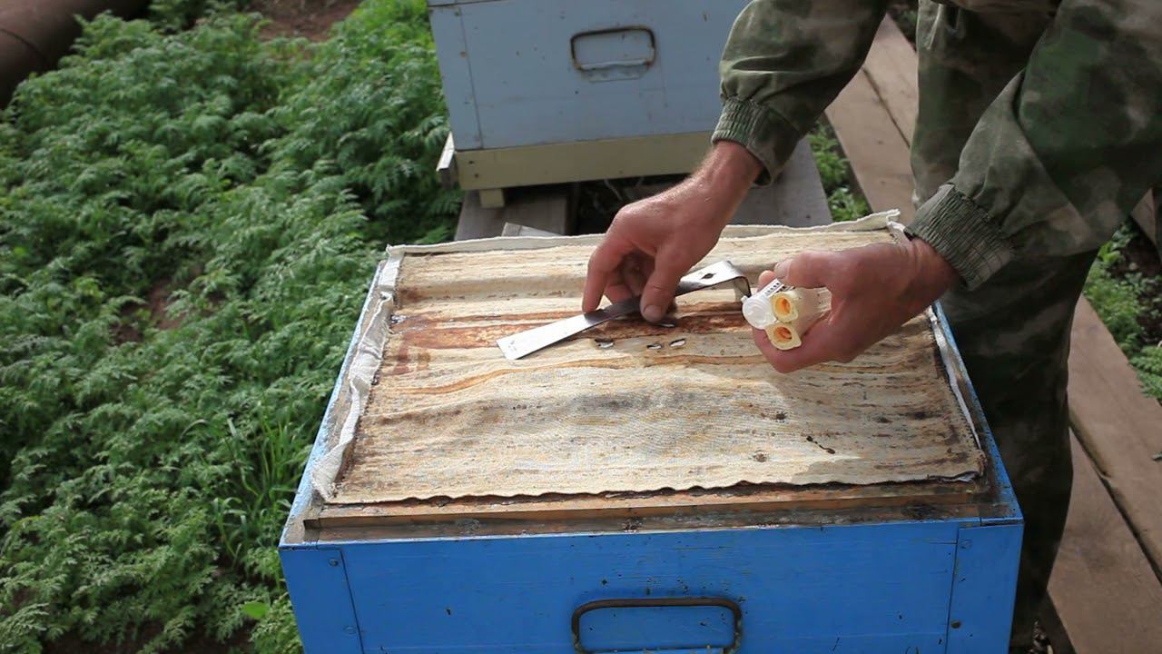 Запасные неплодные матки смотреть онлайн