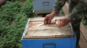 Запасные неплодные матки