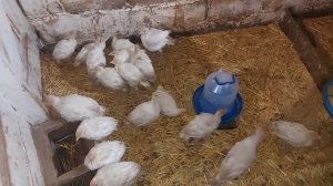 почему лысые бройлеры? поросята