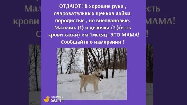 Ищите щенки лайки ? купить +в москве