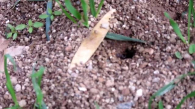 PowerShot SX600 HS VİDEO TEST смотреть онлайн