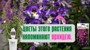 Это растение внешне напоминают орхидею и станет украшением любой клумбы.??
