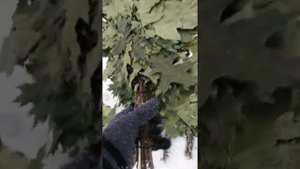 Обзор Канадского дуба