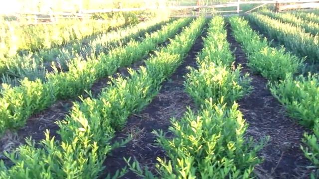 Плантация ивы в июне смотреть онлайн