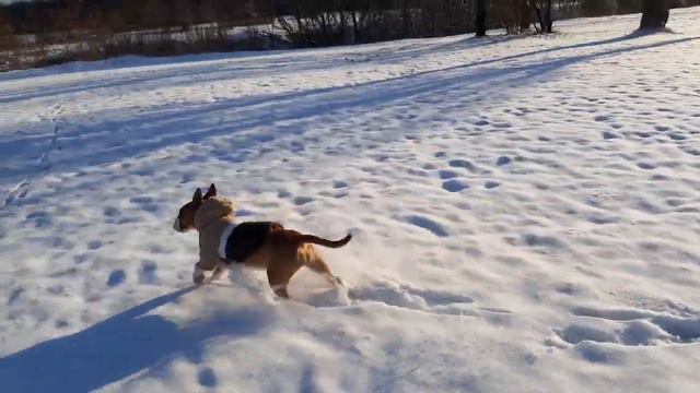 Акулка !) первый снег - пробегулка !) смотреть онлайн