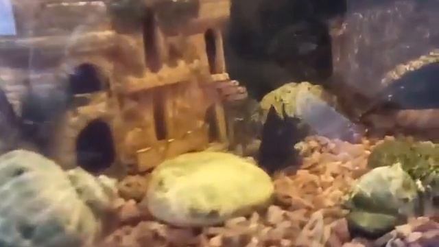 Кормление рыбок мотылем. смотреть онлайн