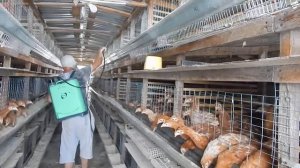 Обрабатываем птичник от красного куриного клеща
