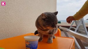 Мой Любимый Котик Бэк Кот разговаривает Мяу Мяу!