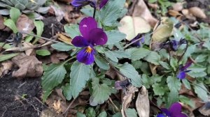 Анютины глазки цветут  зимой .