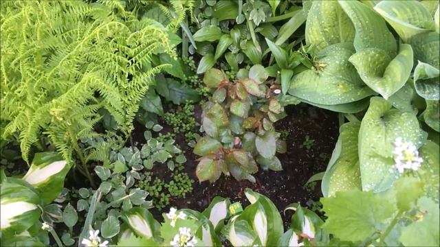 May Garden Tour 2019 | Hosta Lover's Delight! | Shade Loving Plants | Catherine's Garden of LWS смотреть онлайн