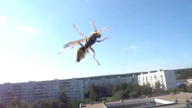 Оса на стекле смотреть онлайн