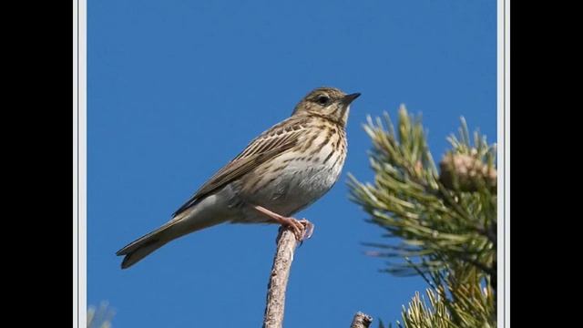 Голоса птиц -Лесной конек (Anthus trivialis) смотреть онлайн