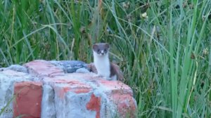 Ласка. Шустрый маленький зверёк