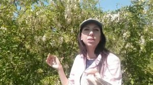 Робиния - акация белая, псевдоакация.