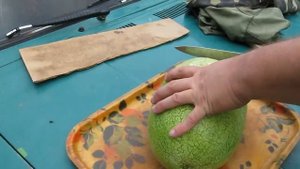 Мои арбузы Чарльстон Грей