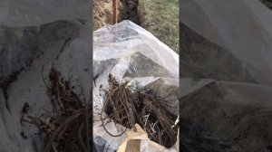 Как правильно посадить спаржу!