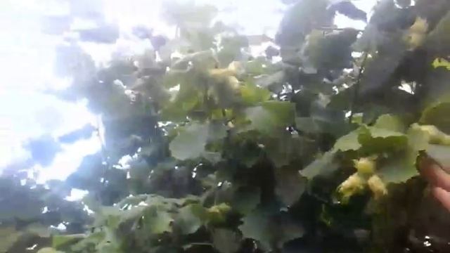 Фундук Галле. Садок 10 років. смотреть онлайн