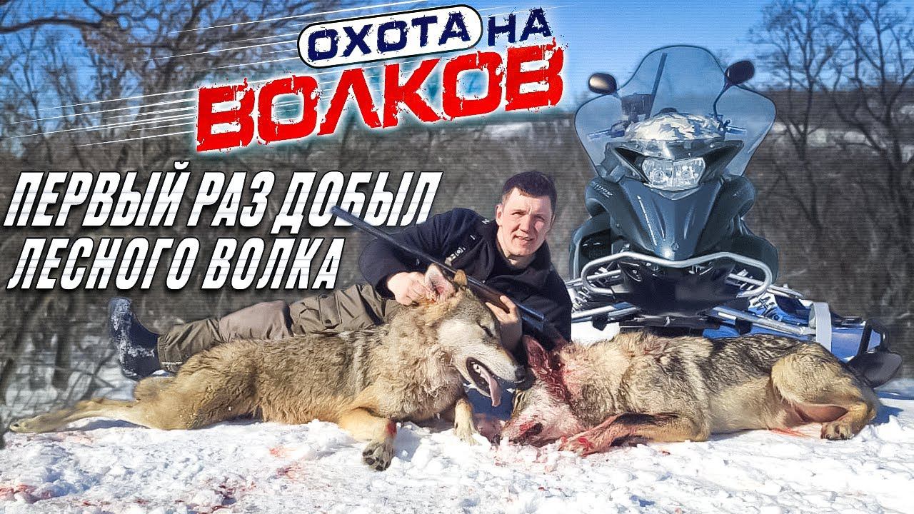 охота на волков!волки "резали" косуль,добыли ЛЕСНЫХ волков! смотреть онлайн