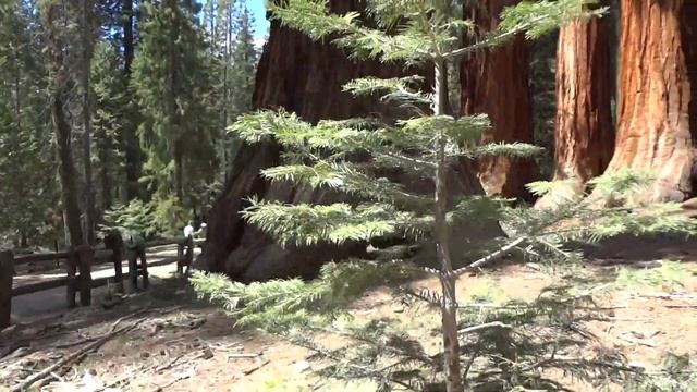 Йосемити.Гигантские Секвойи-КРАСНОЕ ДЕРЕВО. смотреть онлайн